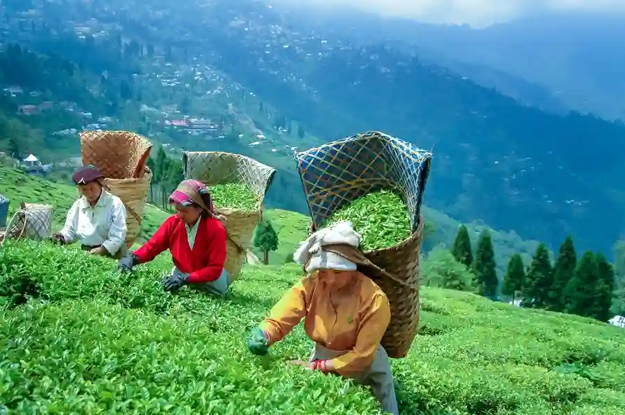 Darjeeling
