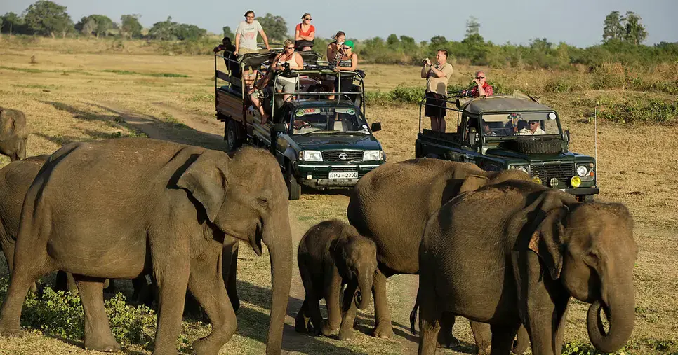 Wildlife Safari at National Park