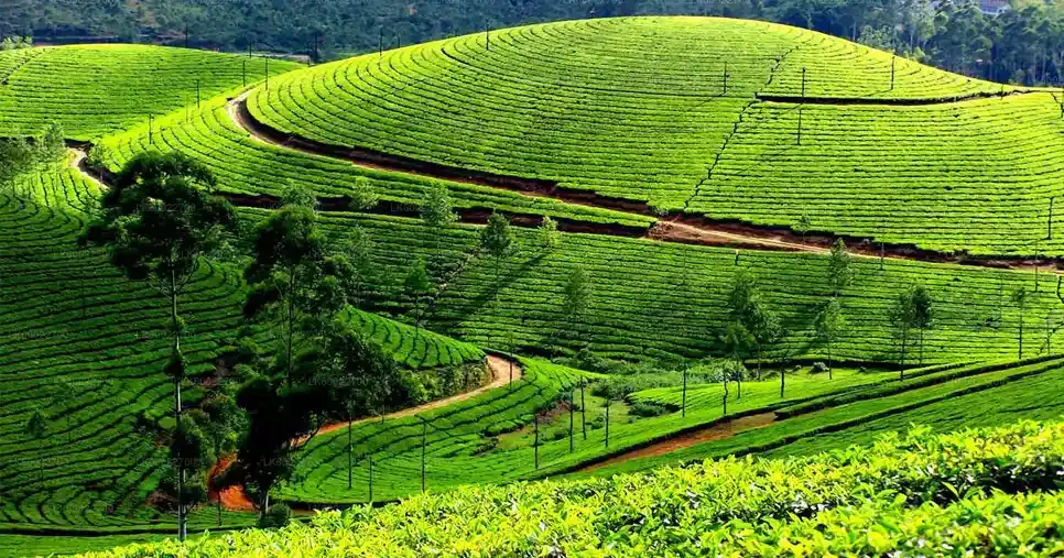 Tea And Herb Tour