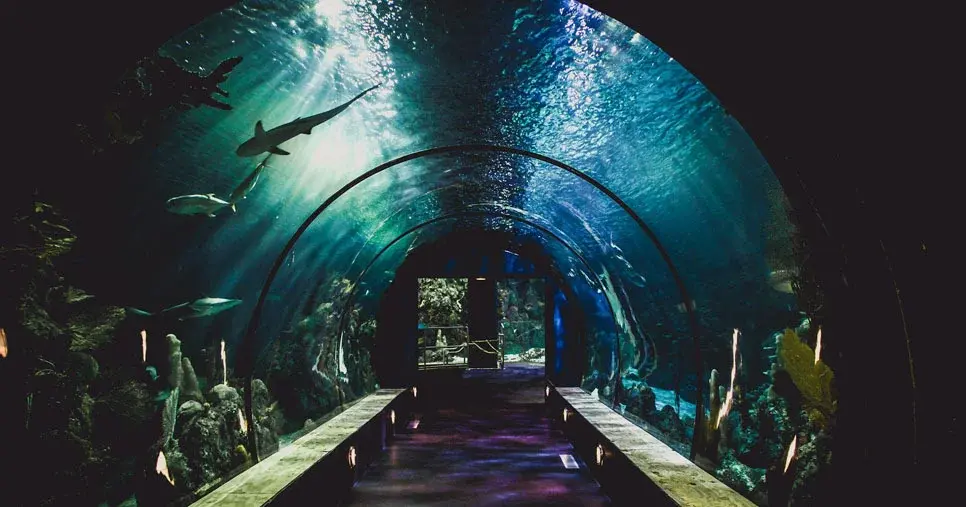 The Lost Chamber Aquarium