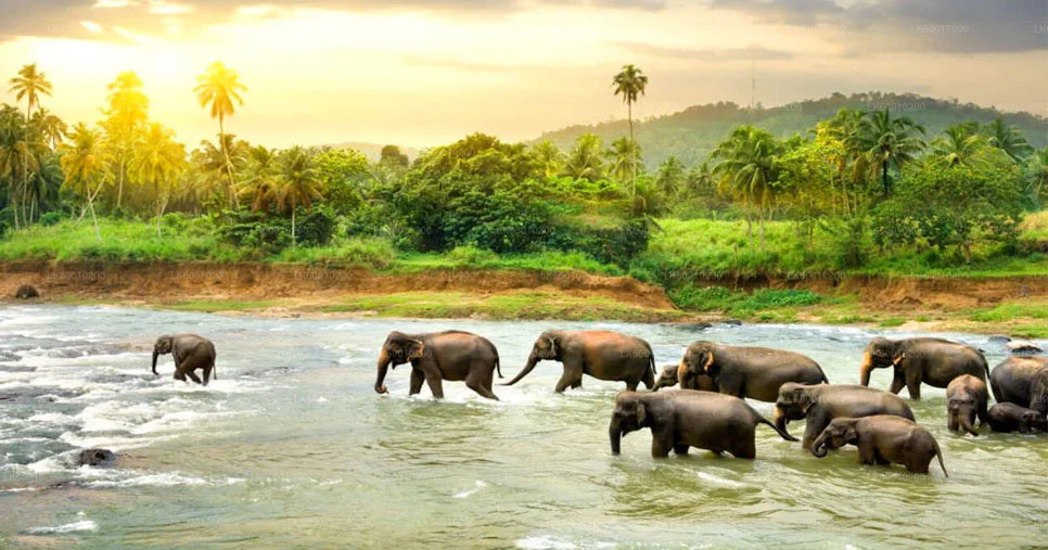 Udawalawe National Park
