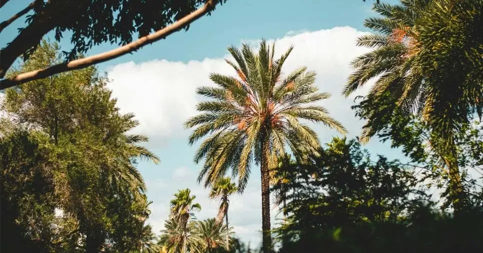 View at The Palm