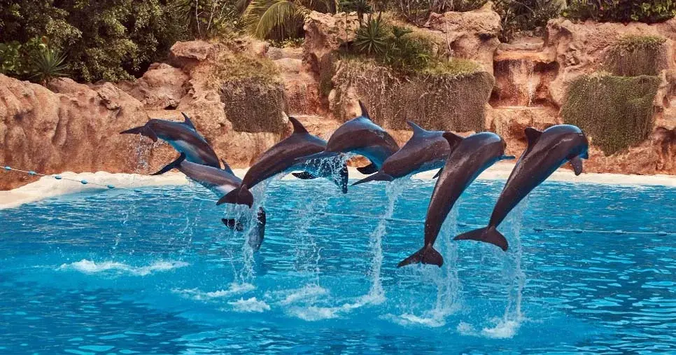 Dubai Dolphinarium