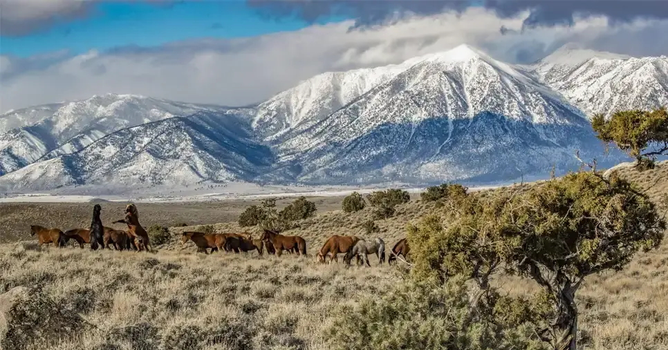 Nevada